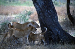 Kenya-Tanzania