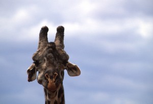 Tanzania - Lake Manyara - giraffa