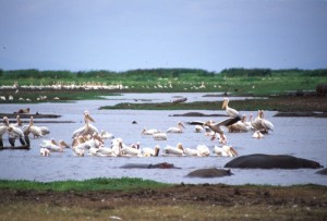Tanzania - Lake Manyara - aironi e ippopotami