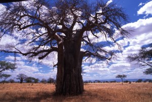 Tanzania - Tarangire - baobab