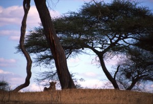 Tanzania - Tarangire - leonessa