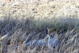 Tanzania - Serengeti - leopardo