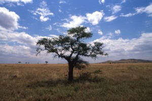 Tanzania - Serengeti - la savana