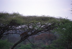 Tanzania - Serengeti - leopardo