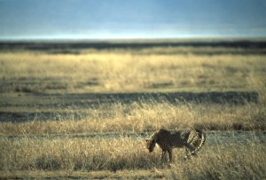 Tanzania - Ngoro Ngoro - ghepardo