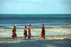 Tanzania - Zanzibar - la raccolta delle alghe