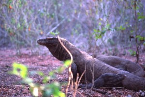 Indonesia - Varano di Komodo