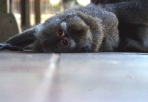 Indonesia - The Monkey Temple - Ubud