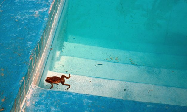 Il Principe Ranocchio