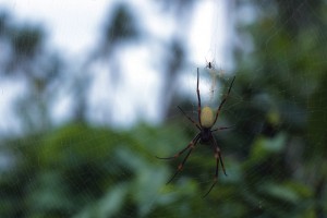 Fiji - Taveuni - foresta