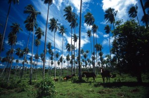 Samoa - foresta di palme