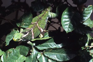 Fiji - iguana al Kula Eco Park