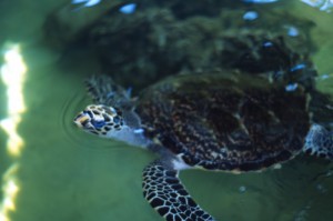 Fiji - tartaruga al Kula Eco Park