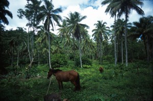 Samoa - verso il monte Matavanu