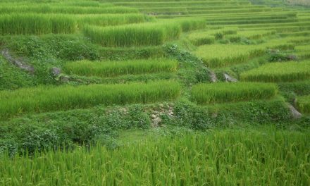 11/08/2009 – dal Vietnam