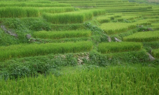 11/08/2009 – dal Vietnam