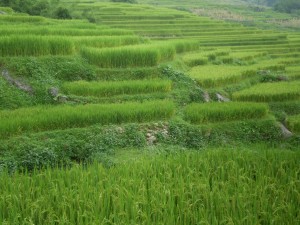 Vietnam - Sapa - campi di riso