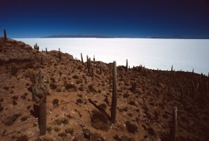 Bolivia - Salar - Isla de los Pescadores