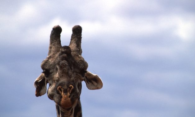 A rischio la biodiversità del Masai Mara