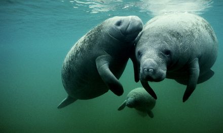 Lamantini, dolci mucche di mare…