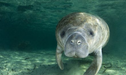 The Manatees… gentle sea cows