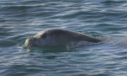 Alto Adriatico: tornano le foche monache