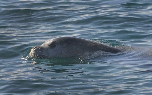 Alto Adriatico: tornano le foche monache