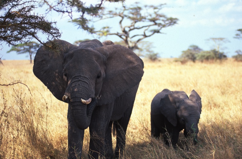 elefanti tanzania
