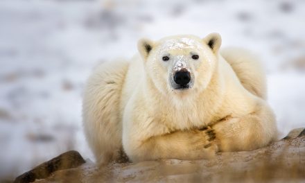 A Doha vincono gli elefanti ma perdono gli orsi