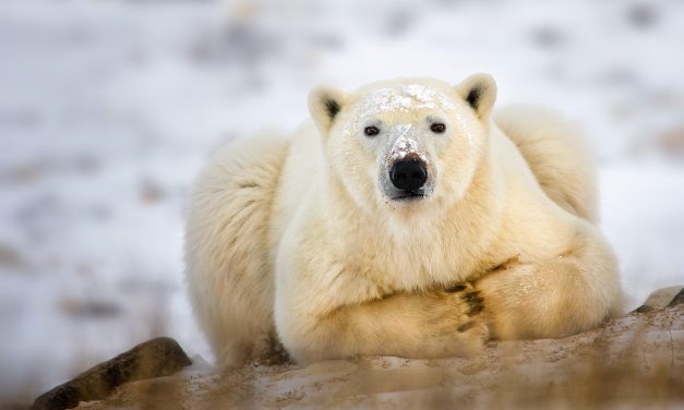 A Doha vincono gli elefanti ma perdono gli orsi