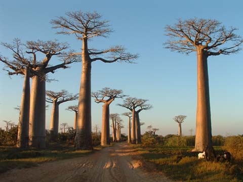 Avenue de Baobab - Morondava, Madagascar