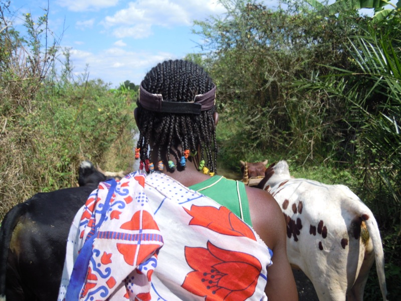 Madagascar -Moussa e carretto zebù Madagascar -Moussa e carretto zebù