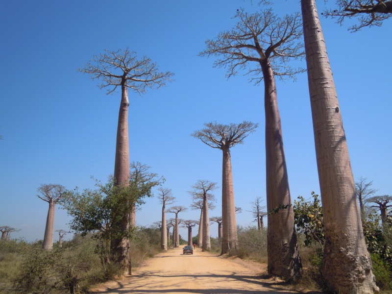 Madagascar - Avenue de Baobab Madagascar - Avenue de Baobab