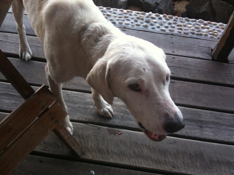 Madagascar - Ile Saint Marie - Baritono Madagascar - Ile Saint Marie - Baritono