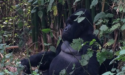 Congo – Virunga National Park