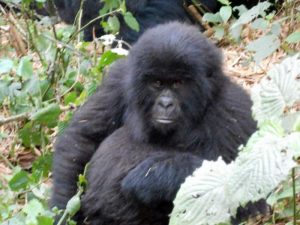 Gorilla cucciolo