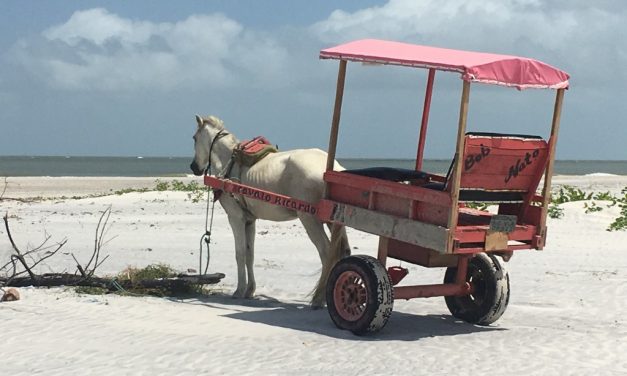 Amazzonia 5: 2 – 8 settembre Algodoal e Rio de Janeiro