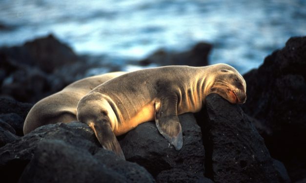 Galapagos – Ecuador 2013