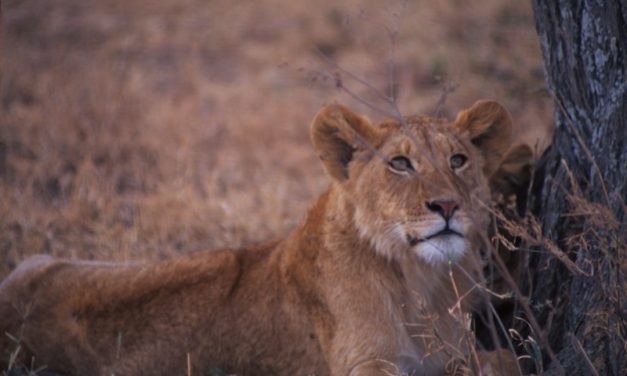 Tanzania Kilimanjaro