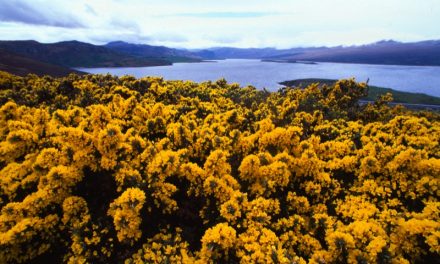 Dall’isola di Mull ad Oban verso il ritorno