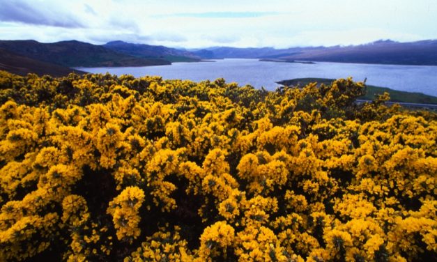 Dall’isola di Mull ad Oban verso il ritorno