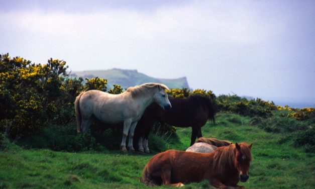 Immagini Galles Londra