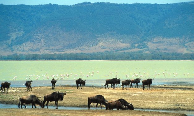 Photos from Kenya and Tanzania