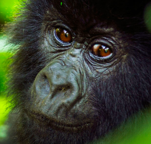 Baby Mountain Gorilla - Virunga DRC
