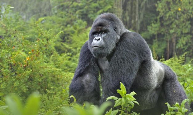 Female ranger killed, two British tourists kidnapped in Virunga NP