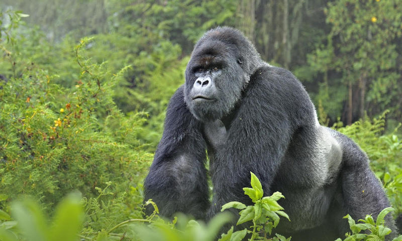 virunga-silverback