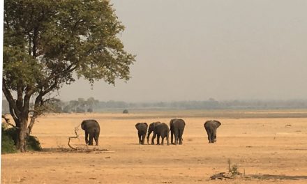 Liwonde National Park Malawi