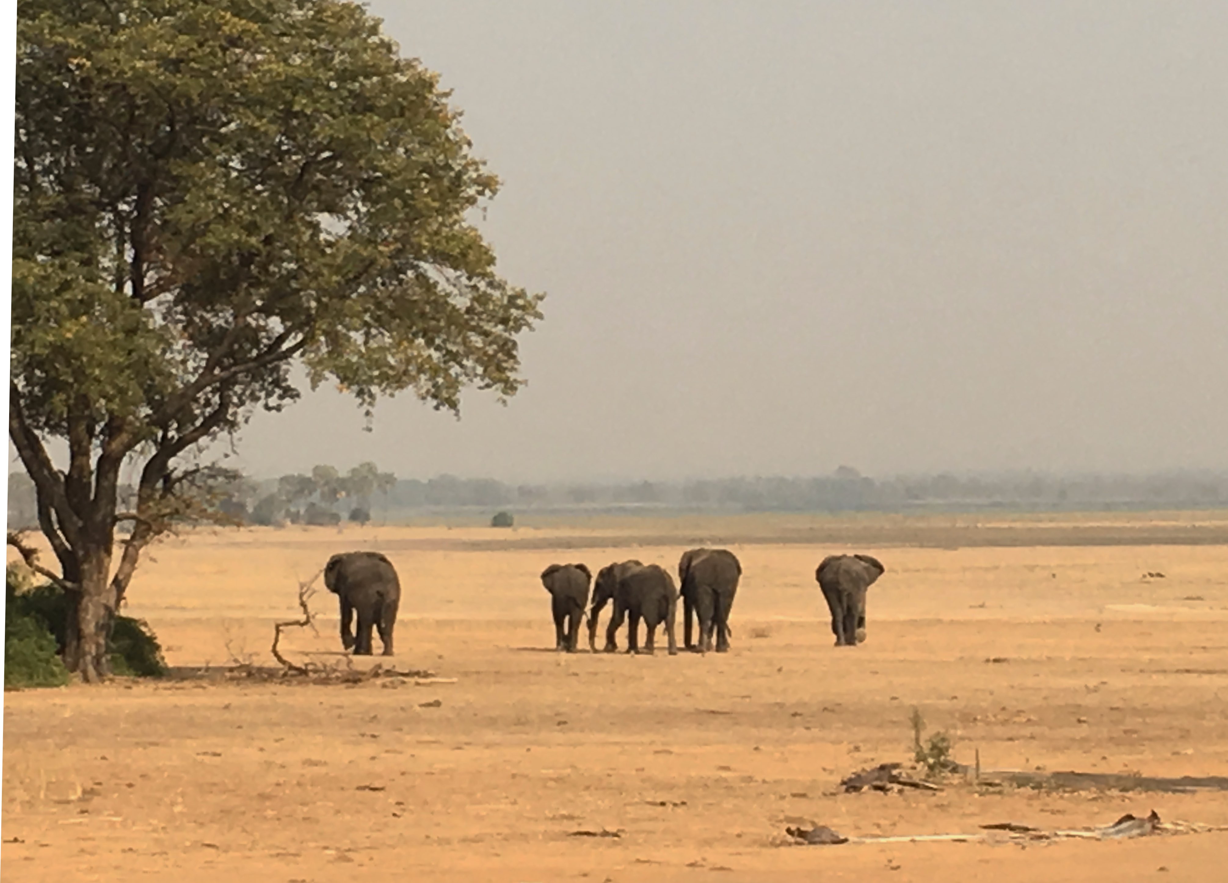 Elephants at Liwonde National Park Malawi