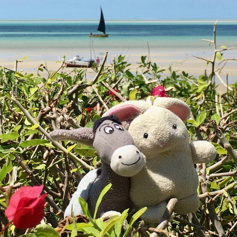 Donkey and Rabbit in Bazaruto, Mozambique