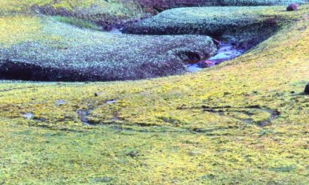 Colourful Swamp in Irish Wetland